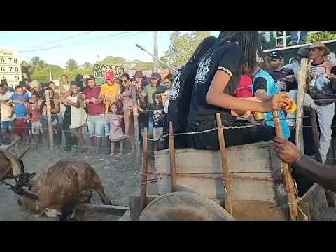 FESTA DE CARRO DE BOI EM RIBEIRA DO AMPARO BA