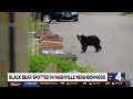 Black bear spotted in Nashville neighborhood