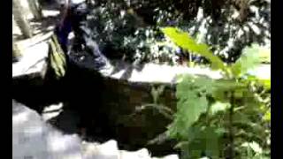 preview picture of video 'Roaming around Edward James's Las Pozas surreal garden near Xilitla, Huasteca 3'