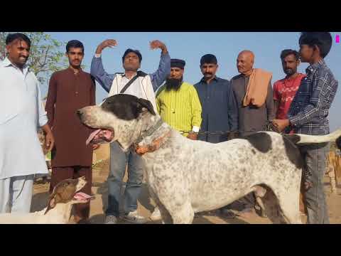 Interview of Ch Naseer of Forat Abas Big Mastiff Dog Urdo Panjabi