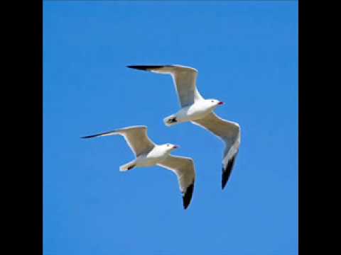 ANA BELEN "Vuelo Blanco De Gaviota"