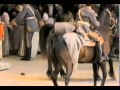 Pooping Horse 5