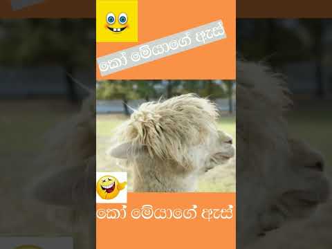 😱😞Can you find this animal's Eyes / Who is this 🔥😮/ Animal funny video / #camel #shorts