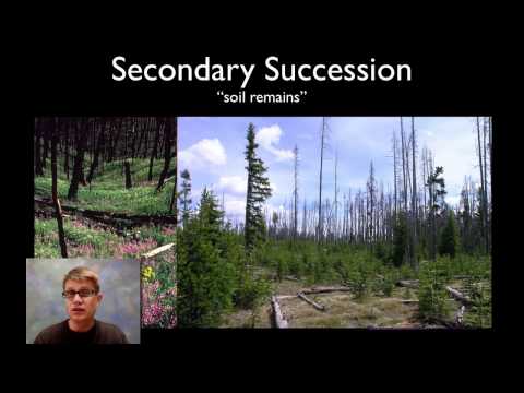 image-What is succession in the forest?