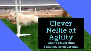 Clever Nellie Loves To Play! Fun Agility Course At Noah's Playground