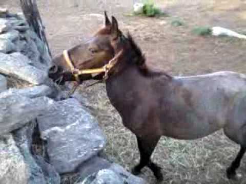 Promotional video thumbnail 2 for Animal Awareness