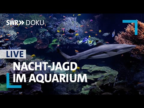 Livestream: Jagd nach dem Borstenwurm | Meerwasseraquarium Naturkundemuseum Karlsruhe | SWR Doku