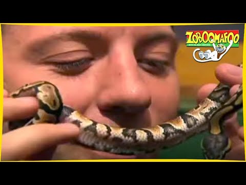 🐵 Zoboomafoo 🐍 with the Kratt brothers! SNAKEBELLIES | Full Episode | Animal Show for Kids
