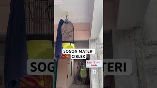 Download lagu SOGON ISIAN CIBLEK #sogon mp3