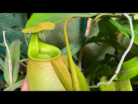 New Lowland Nepenthes and Orchids Grow space. 4 months later and things are amazing!
