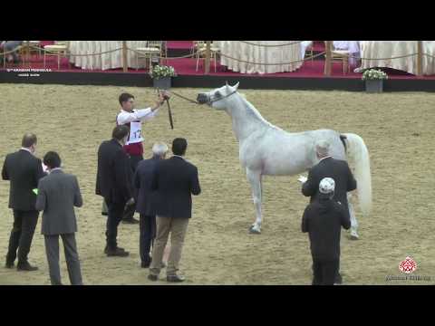 N 124 HAKEEM AL WAAB   10th Qatar International Arabian Peninsula Horse Show 2020   3 Years Old