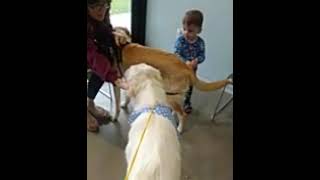 Video preview image #1 Great Pyrenees Puppy For Sale in Spring, TX, USA