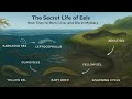 The Secret Life of Eels | How They’re Born, Live, and Die in Mystery