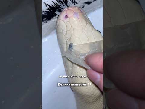 Она шипела, но терпела