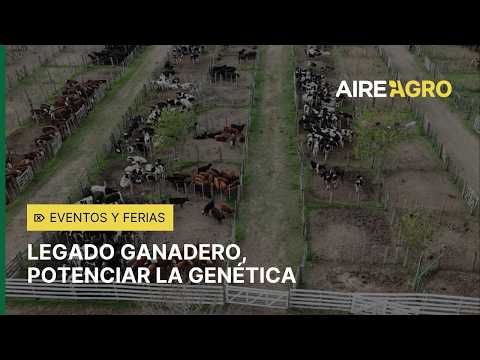 LEGADO GANADERO: remate de reproductores BRANGUS, BRAFORD y SANTA GERTRUDIS en Humberto Primo 🐄