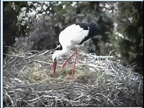 07 05 2009 Nest Vetschau