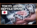We Flew to Japan for Ball Pythons! Tokyo Japan Reptile Show 2024