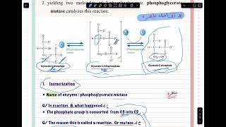 Metabolism of carbohydrates part two