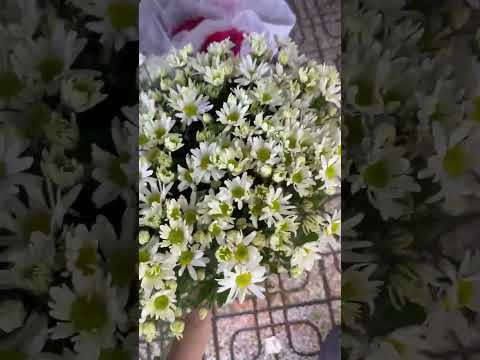 Cúc họa mi đầu mùa siêu xinh 