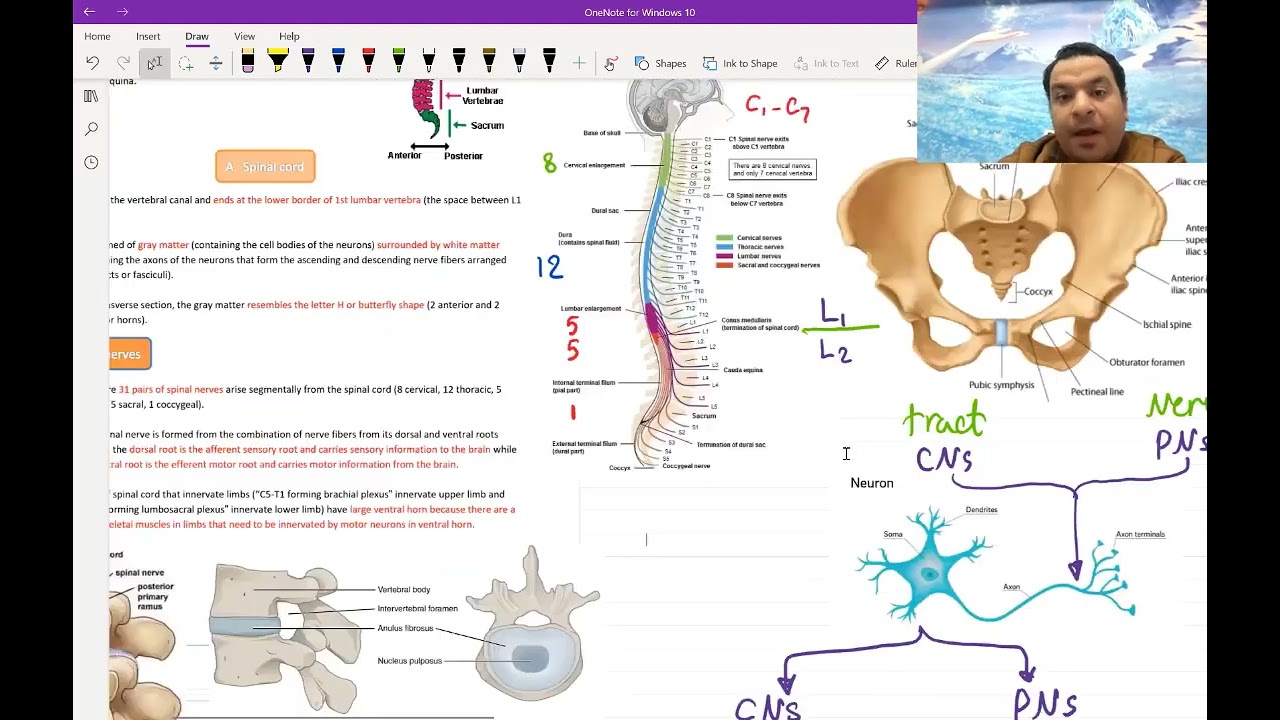 2. Basics of Neuroanatomy for USMLE - (Free trial Link in Description Below)