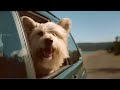 Barry Louis Polisar music Australian Commercial Doggie SD 360p