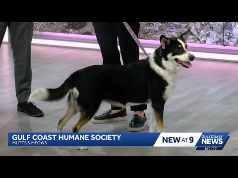 Mutts & Meows: Gulf Coast Humane Society introduces Yuma - YouTube