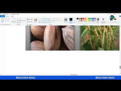 MORFOLOGIA VEGETAL - BIOLOGIA SSA2