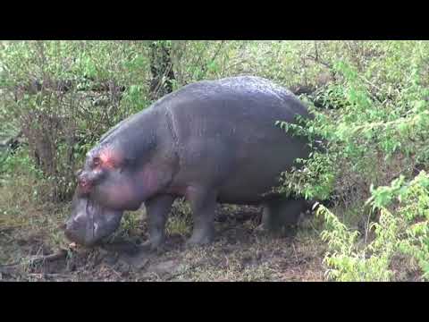 Epic Battle Lions vs Hippos and Warthogs, Elephants, Hyenas, Buffalo