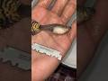 Guppy Fish Ka Operation Kar K Bache Bahar Nikale Guppybreeding Aquarium Petsvlog Guppyfry Pets