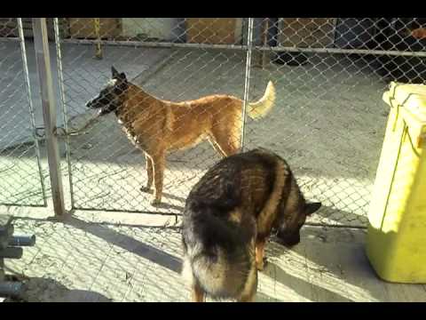 Malinois vs german sheperd