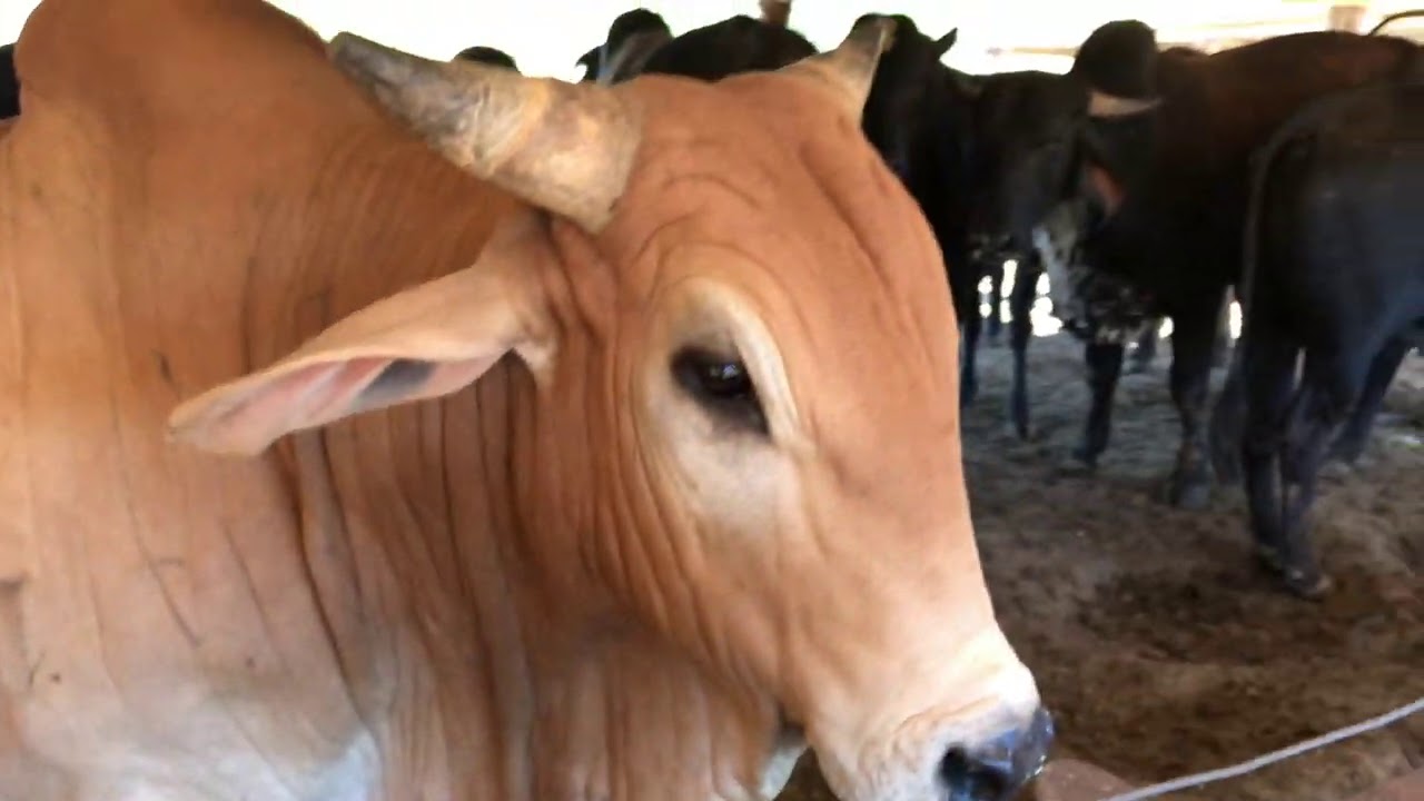 Confinamento: Como fazer adaptação do gado no alto grão