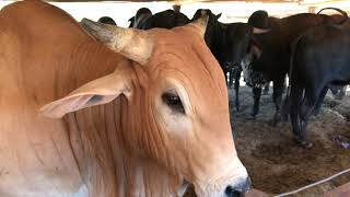 Confinamento: Como fazer adaptação do gado no alto grão