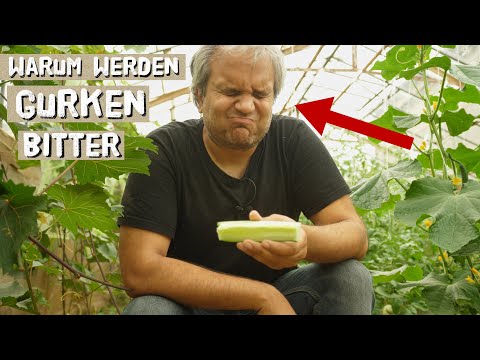 , title : 'Warum werden Gurken bitter? Ursachen für bittere Gurken im Garten.'