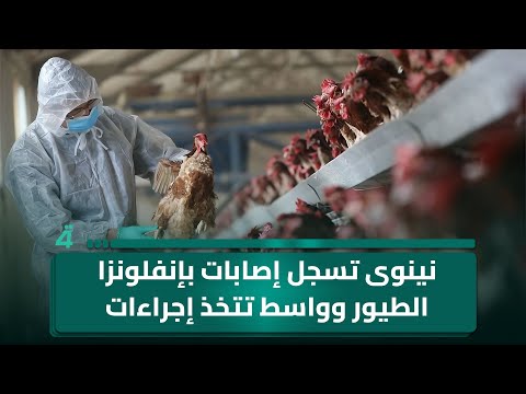 فيديو | نينوى تسجل إصابات بإنفلونزا الطيور وواسط تتخذ إجراءات وقائية