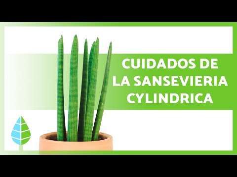 , title : 'Cómo CUIDAR la SANSEVIERIA CYLINDRICA 🌵 ¡Riego, Sustrato, REPRODUCCIÓN y más! ☀️'