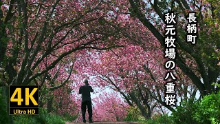 秋元牧場の八重桜 2024