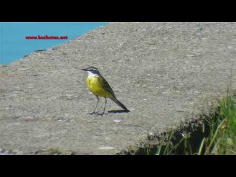 Lavandera boyera ibérica ( Motacilla flava iberi