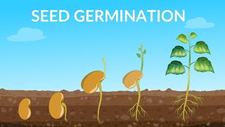 Seed Germination  | How Does A Seed Become A Plant?