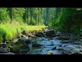 Birds Chirping In The Sunny Forest Peaceful Stream Flowing Over Rocks ASMR