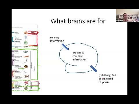 Café Scientifique:   Brain Mapping, Brain Function and Evolution