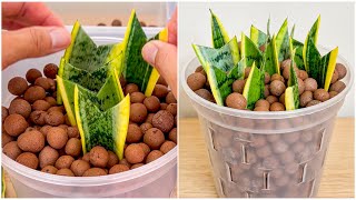 How to Propagate Snake Plant in CLAY PEBBLES?