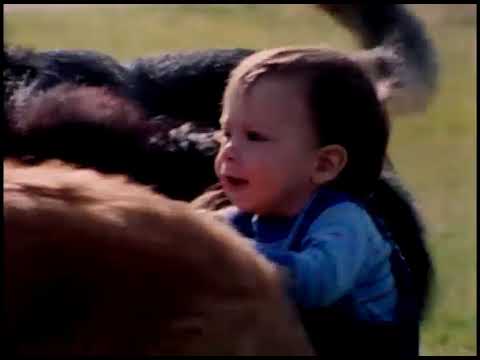 Form 3: Unit 4: Man’s Best Friend pg 54