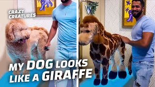 This Dog Transformed Into a Giraffe?