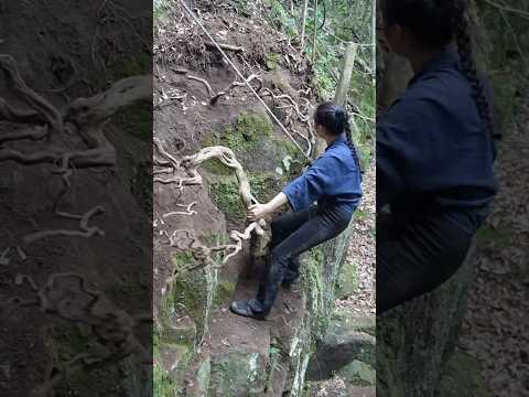 is a bonsai tree from the forest grafted with flowers #bonsai #bonsaitree #bonsailife #moutainlife