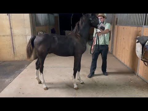 KWPN NA Foal Futurity 2021 - R Grand Totil