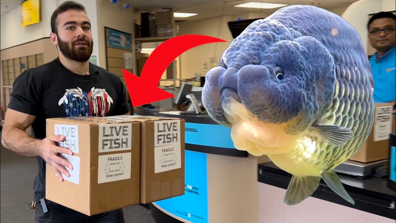 Shipping my pet goldfish IN THE MAIL - How to ship LIVE GOLDFISH
