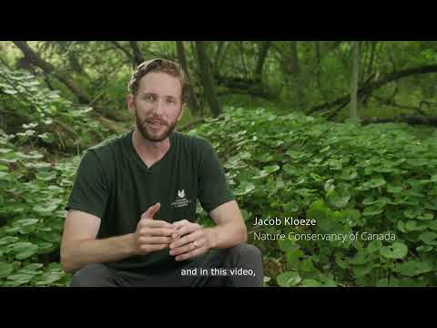 Controlling invasive garlic mustard