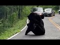 Bear Fight 2022