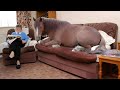 The Funniest Animal Videos of 2024 That Will Change Your Mood For Good