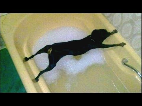 Compilatie video van honden die niet in bad willen